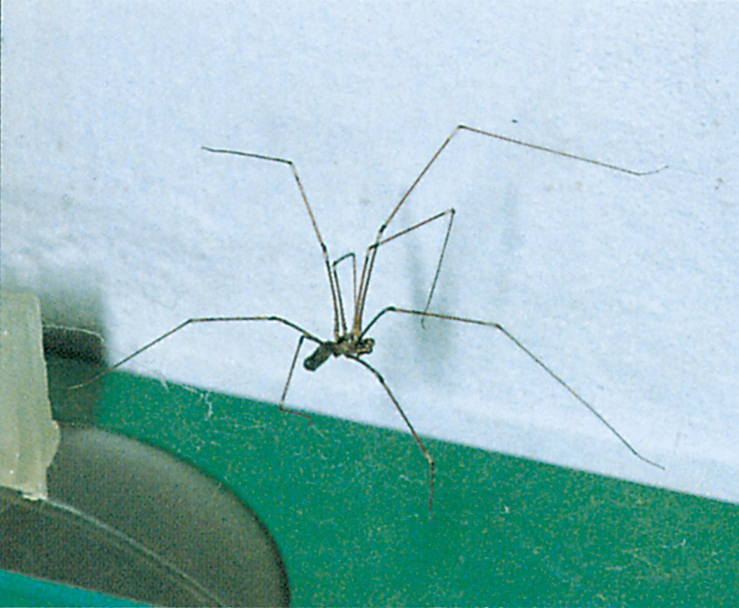 Pholcus phalangioides er blevet almindelig i Danmark