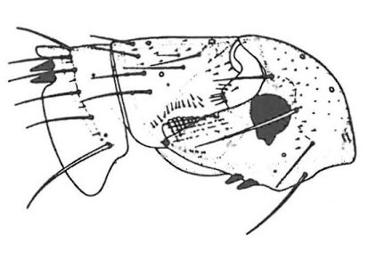 Pindsvineloppe