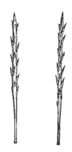 Processionsspinderlarvens hår indeholder myresyre