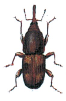 Rissnudebillen