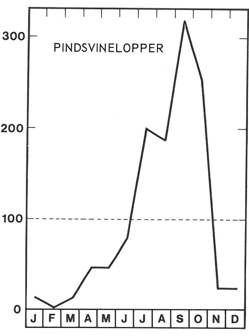 Sæson for pindsvinelopper i september