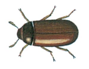 Skimmelbille