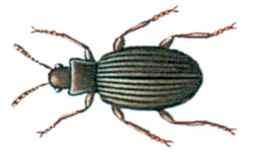 Skimmelbille