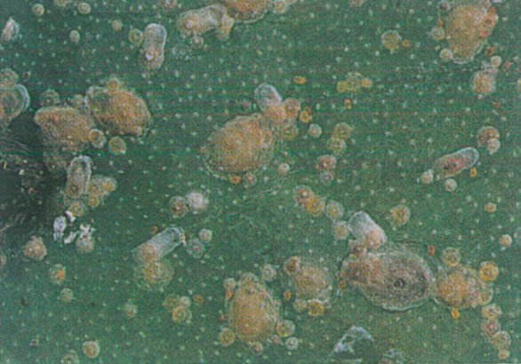 Skjoldlus, Abgrallaspio cyanophylli