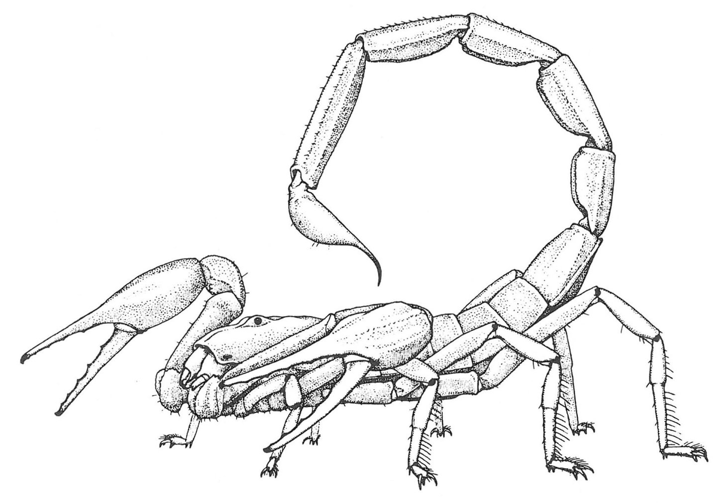 Skorpion
