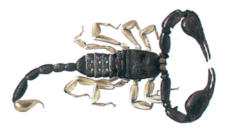 Skorpioner