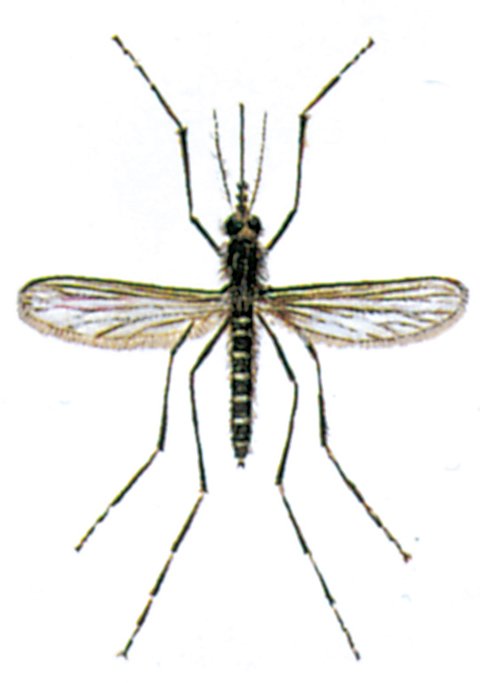 Skovmyg
