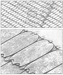 Sommerfuglestøv på vinger