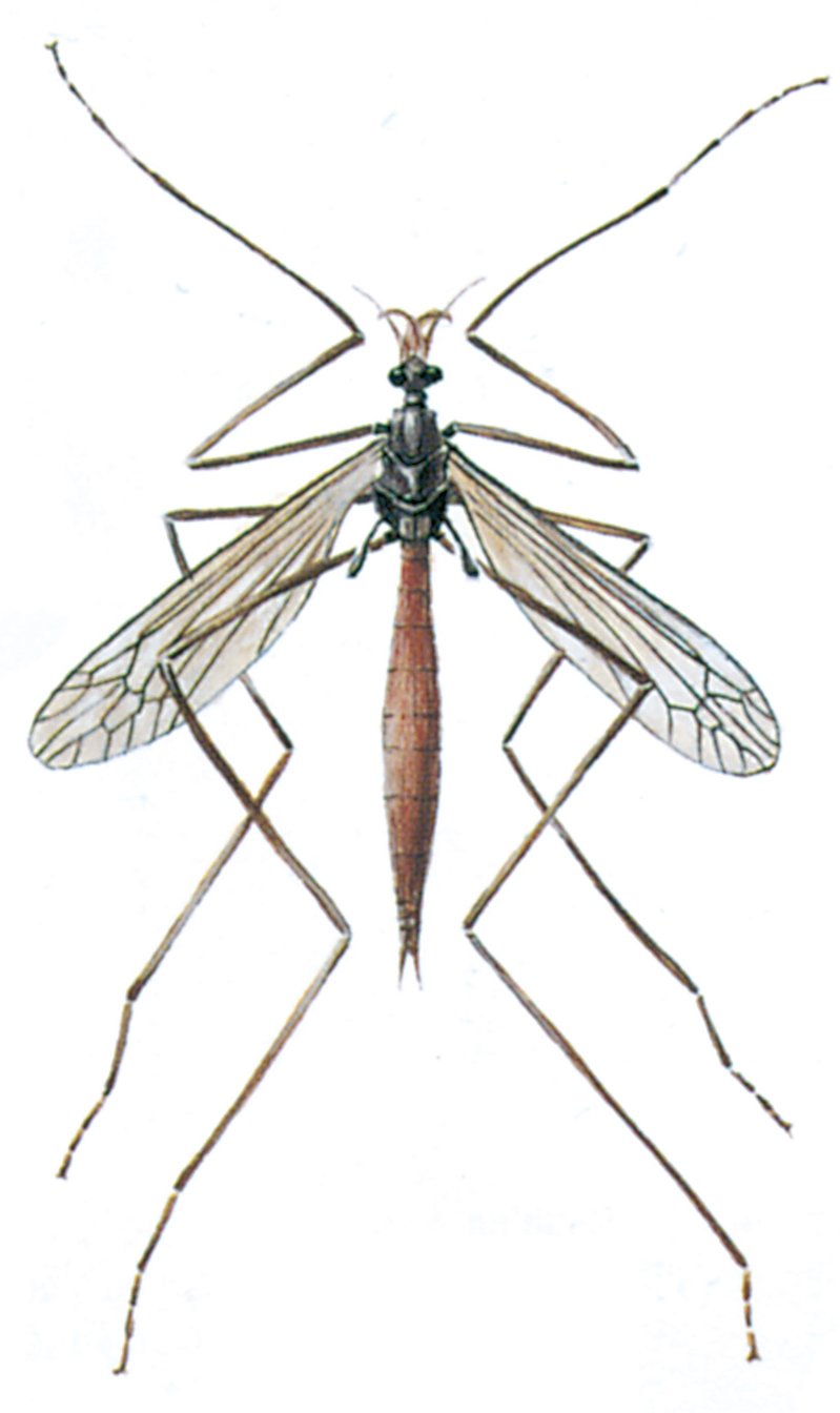 Stankelben