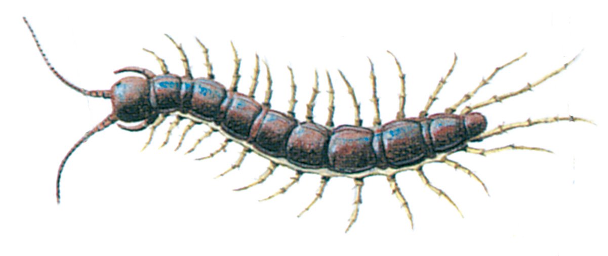 Stenskolopender