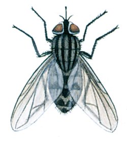 Stikfluen