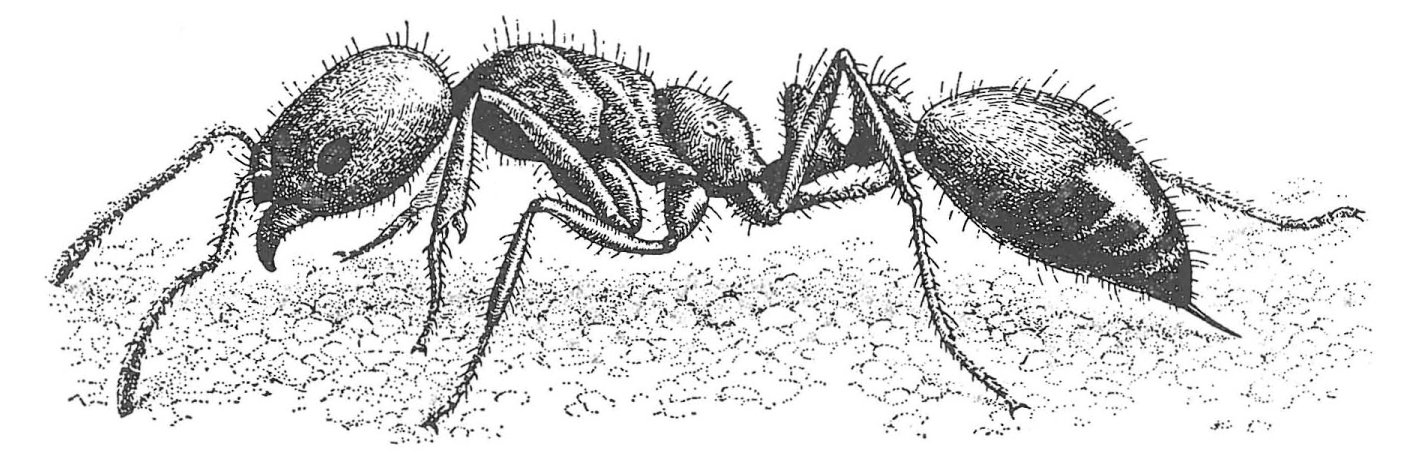 Stikmyre