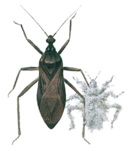 Støvtæge og støvtægelarve