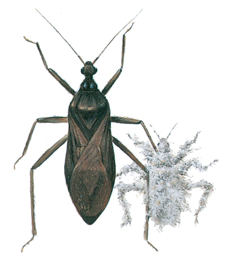 Støvtæge og støvtægelarve