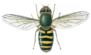 Svæveflue, Syrphus ribesii
