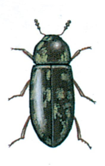 Svampeborer
