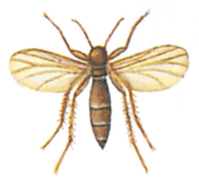 Svampemyg