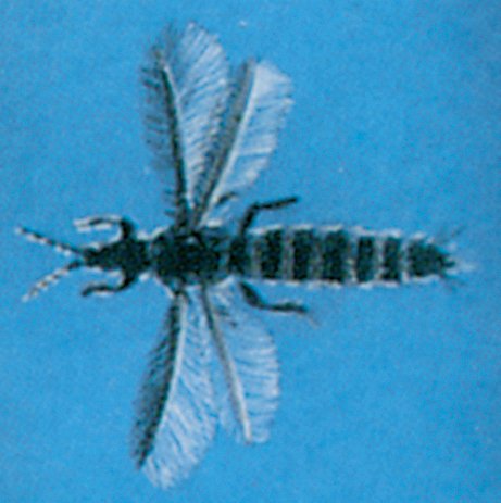 Thrips