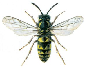 Tysk gedehams, hveps