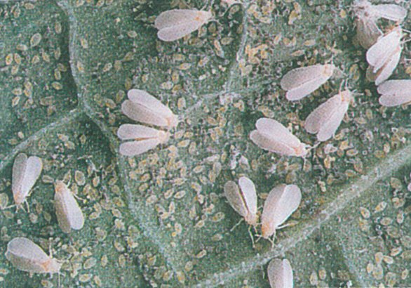 Væksthus mellus, Trialeurodes vaporariorum