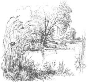 Vandtæger lever i roligt vand