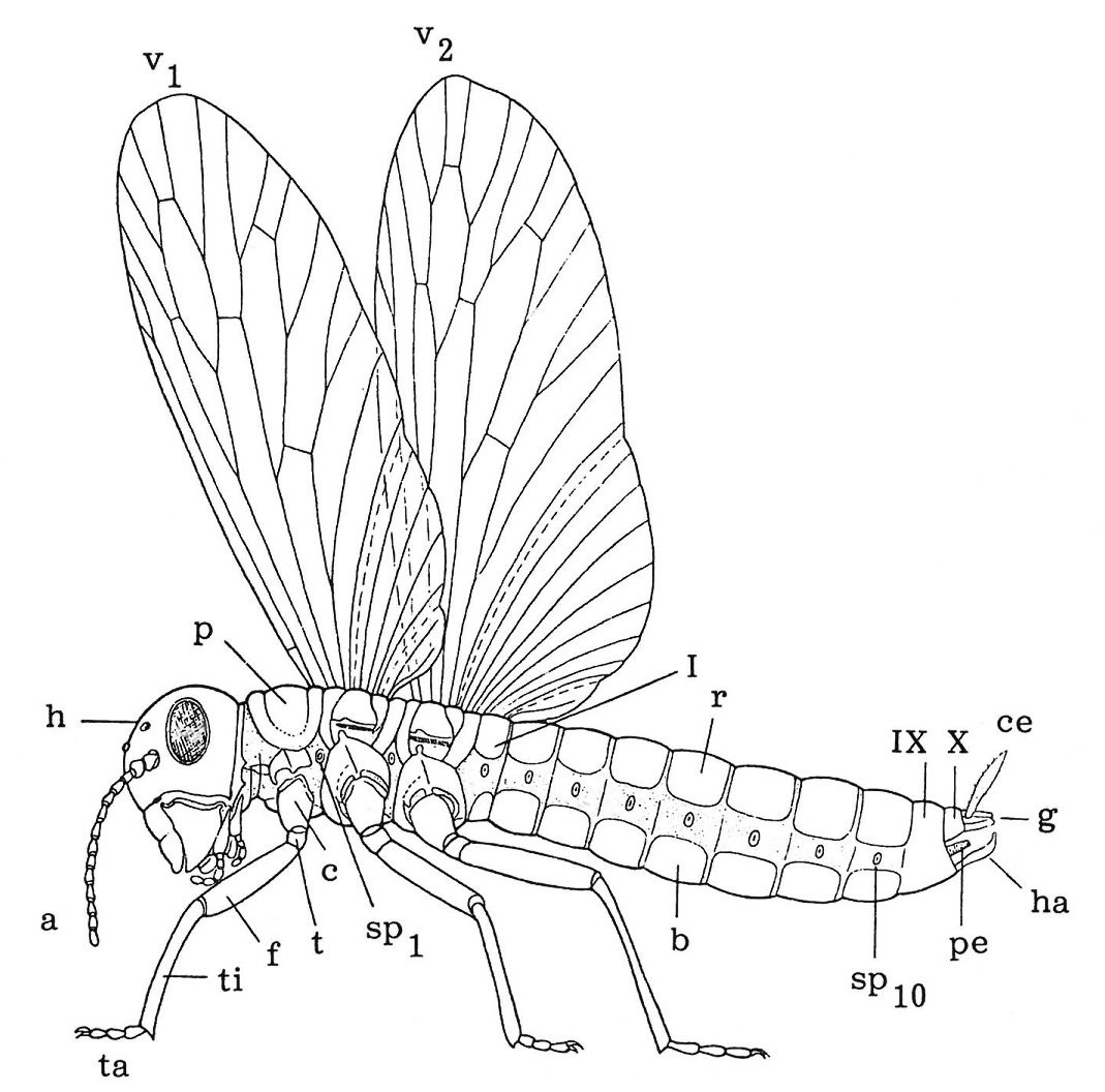 Vingede insekters opbygning