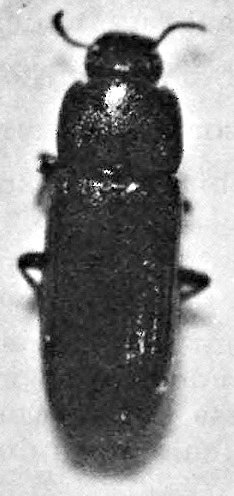 Voksen lysolbille