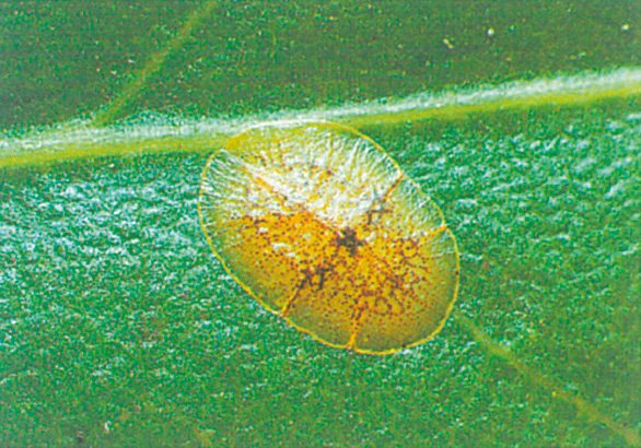 Voksskjoldlus, Coccus hesperidum