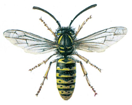 Almindelig gedehams