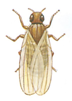 Bananfluer, Drosophila spp