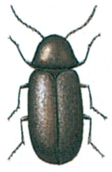 Brødbillen, Stegobium paniceum
