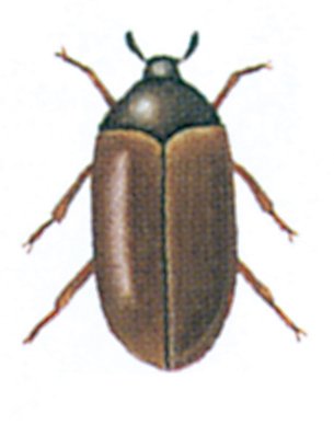 Brun pelsklanner