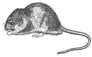 Brun rotte i færd med at æde