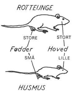 Definition på sort rotte