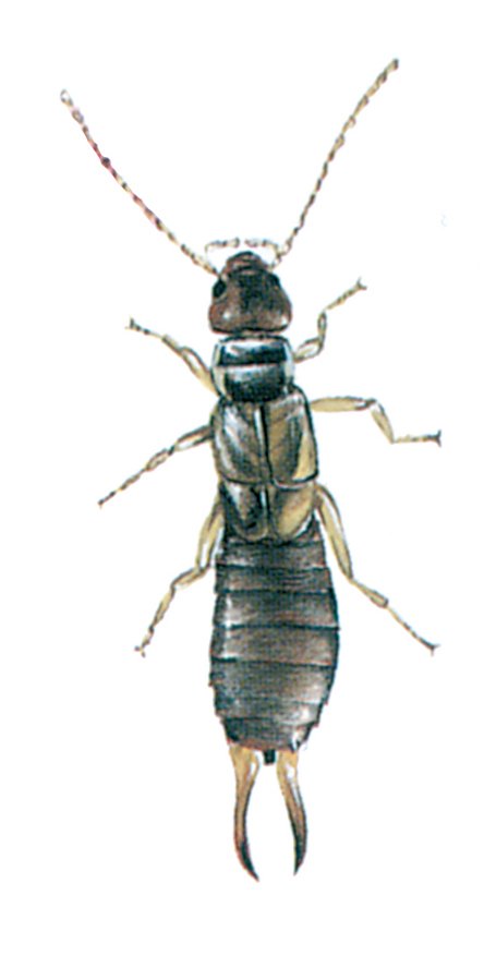 Den almindelige ørentvist, Forficula auricularia