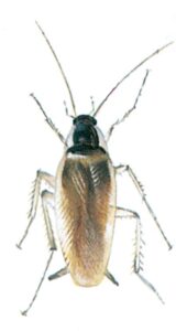 Den brunstribede kakerlak
