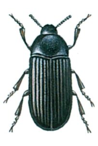 Den lille melbille, Alphitobius diaperinus