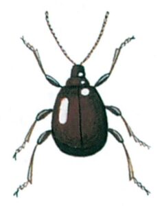 Den runde tyvbille, Gibbium psykooides