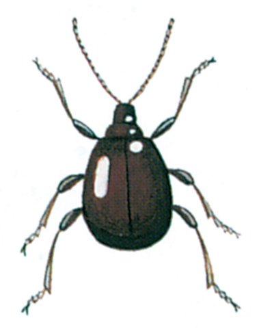 Den runde tyvbille, Gibbium psykooides