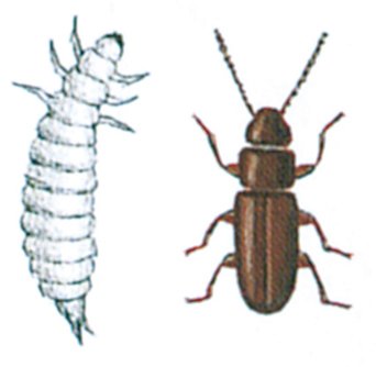 Den rustfarvede kornbille, Cryptolestes ferrugineus