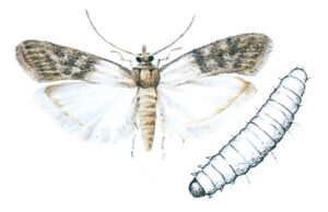 Det tofarvede frømøl, Plodia interpunctella