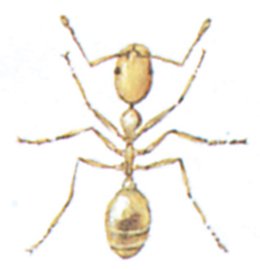Faraomyren