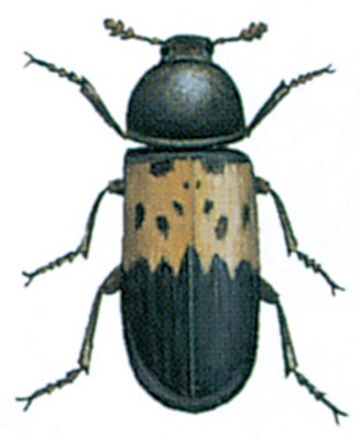 Flæskeklanneren, Dermestes lardarius