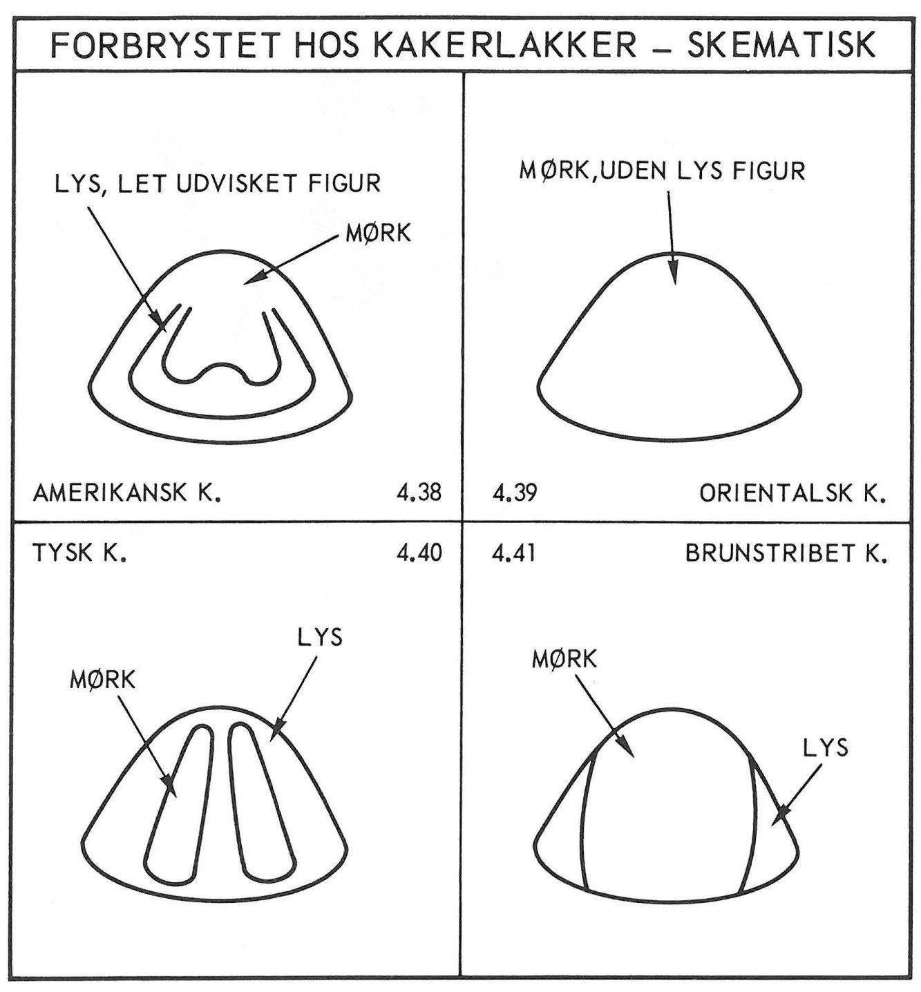Forbrystet hos kakerlakker