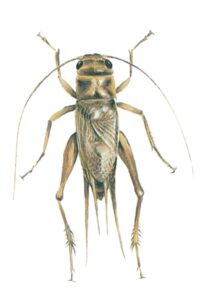 Husfårekyllingen, Acheta domestica