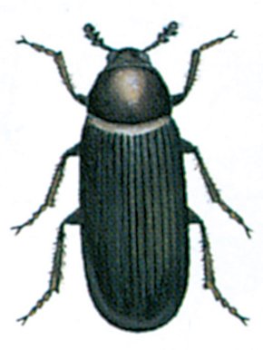Husklanneren, Dermestes haemorrhoidalis