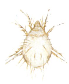 Husmiden
