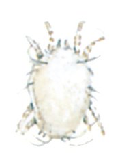 Husstøvmiderne, Dermatophagoides pteronyssinus