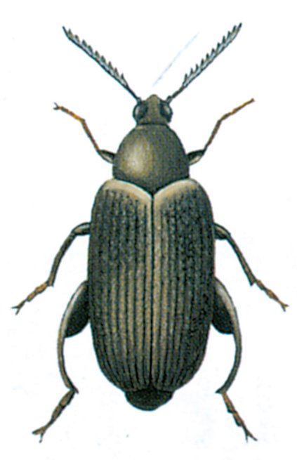 Jordnøddebillen, Oryzaephilus mercator