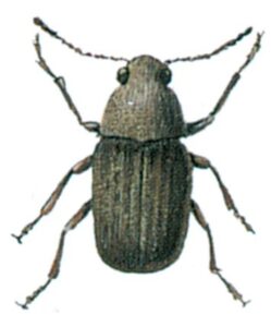 Kaffebønnebille, Araeocerus fasciculatus